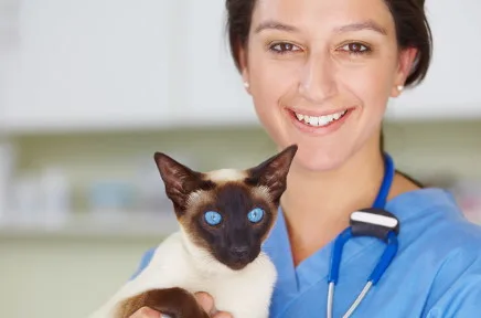 Lächelnde Tierärztin in blauer Arbeitskleidung hält eine Siamkatze mit blauen Augen in einer hellen Tierklinik.