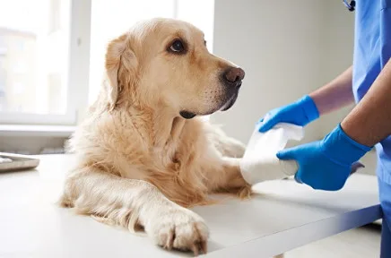 ein golden retriever liegt auf einem behandlungstisch beim tierarzt, während eine person in blauen handschuhen die pfote verbindet.