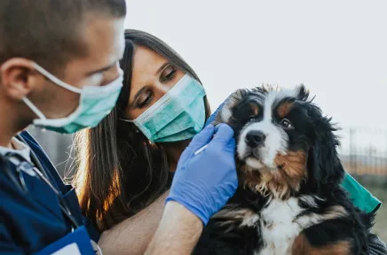Zwei Tierärzte mit Mundschutz und Handschuhen untersuchen einen schwarz-weißen Berner Sennenhund im Freien bei einer veterinärmedizinischen Behandlung.